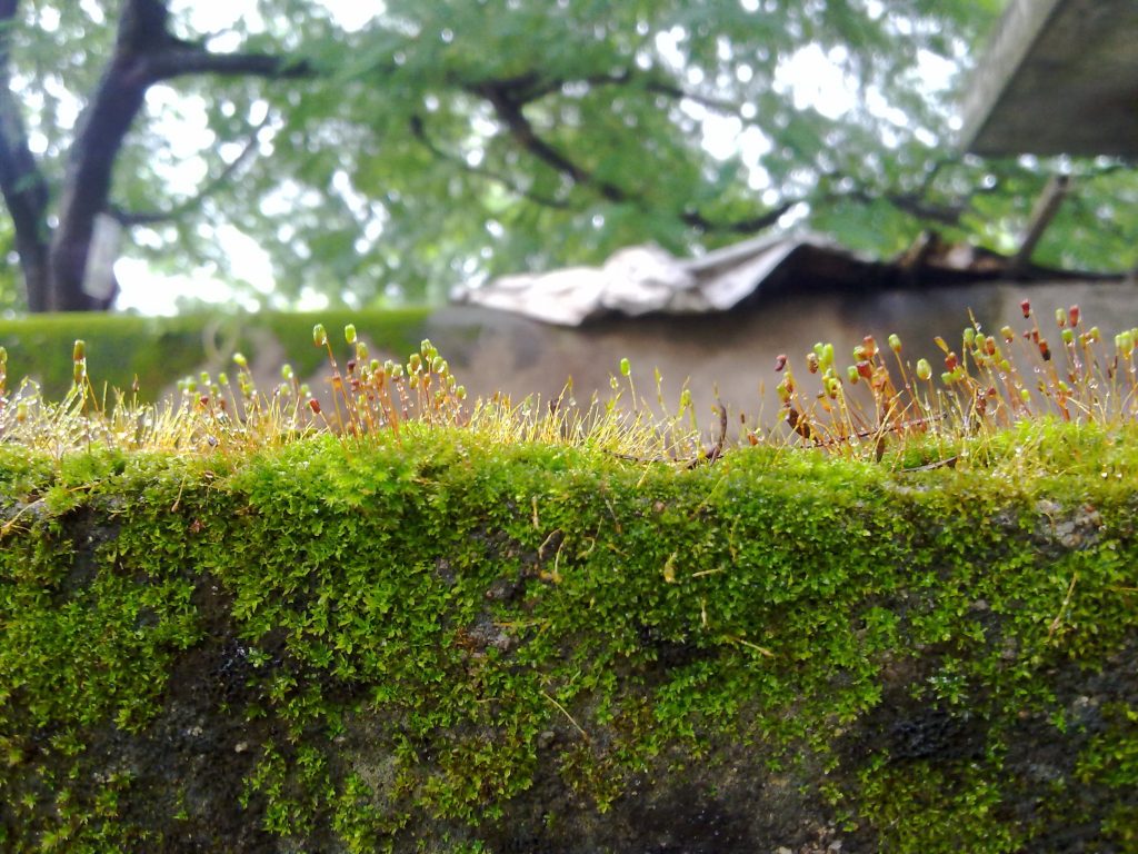 very small plants grow on wall during rainy season. Their life remains very small.