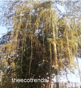 Cuscuta is found throughout the temperate and tropical regions of the world. It has great species diversity in subtropical and tropical regions of the world. It has many folk names like wizard net, devil’s hair, goldthread, hair weed, love wine; strangle weed, angel’s hair, and witch’s hair.