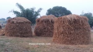 paddy stubble collected geometrically