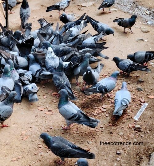 pigeons competing for food grains