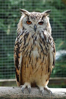 Wise Owl - www.weeklybangalee.com