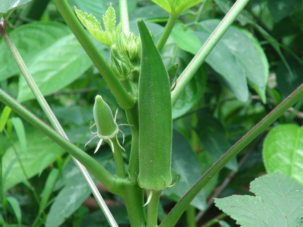 eat-okra-to-remain-fit-and-fine-theecotrends