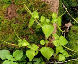 The Balloon Vine And It S Health Benefits Theecotrends