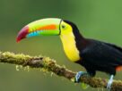 Toucan, a beautiful and smart bird