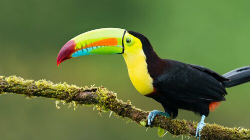 Toucan, a beautiful and smart bird