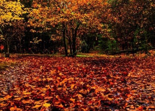 Trees shed their leaves to escape low temperature.