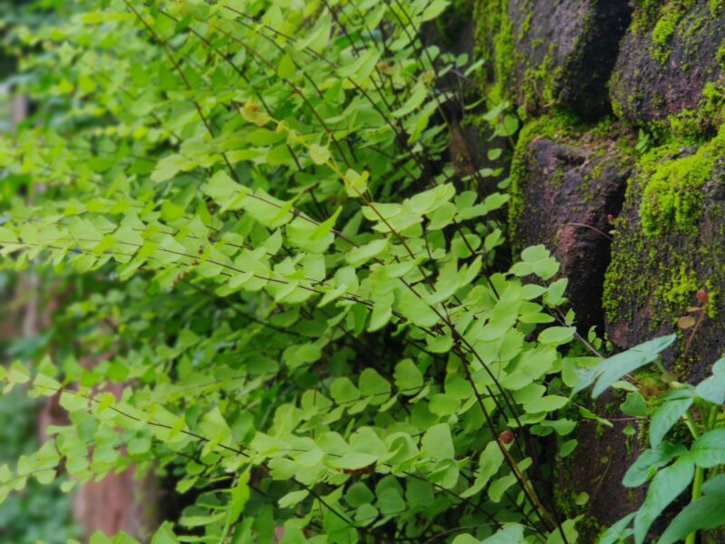 interaction between members of the same species of plants