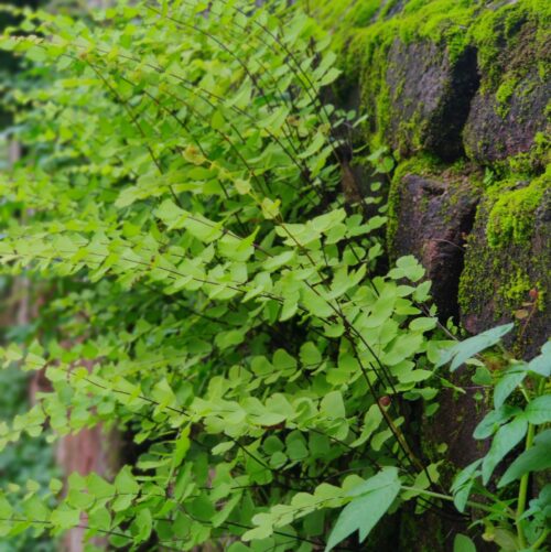 interaction between members of the same species of plants