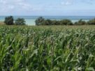 Modern crops in agriculture show genetic erosion