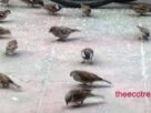 Sparrows are vanishing fast